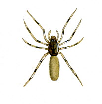 Illustration of Spider (Harpactea hombergi),Dysderidae,.