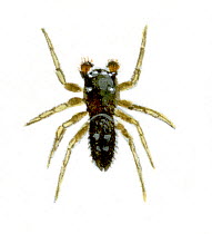 Illustration of Jumping spider (Heliophanus cupreus), Salticidae.