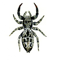 Illustration of Jumping spider (Marpissa muscosa), Salticidae.