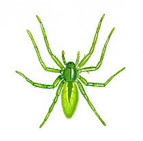 Illustration of female Green huntsman spider (Micrommata virescens), Sparassidae.