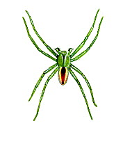 Illustration of male Green huntsman spider (Micrommata virescens), Sparassidae.