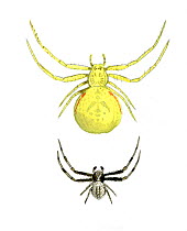 Illustration of Crab spider (Misumena vatia),Thomisidae; female top, male bottom.