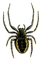 Illustration of Walnut orb-weaver spider (Nuctenea umbratica), Araneidae.