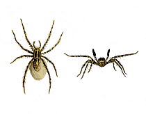 Illustration of Wolf spider (Pardosa lugubris).~Female (left) is carrying egg sac; male on right.