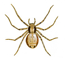 Illustration of Wandering crab spider (Philodromus aureolus), Philodromidae.