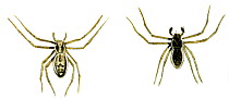 Illustration of House crab spider (Philodromus dispar), Philodromidae.
