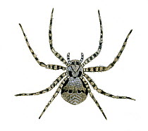 Illustration of Running crab spider (Philodromus margaritatus), Philodromidae.