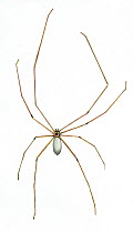 Illustration of Daddy-long-legs / Cellar spider / Skull spider (Pholcus phalangioides), Pholcidae.