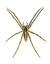 Illustration of female Nursery web spider (Pisaura mirabilis), Pisauridae.