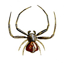 Illustration of Crab spider (Pistius truncatus)  Thomisidae.