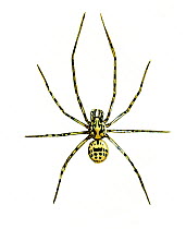 Illustration of Spitting spider (Scytodes thoracica), Scytodidae.
