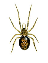 Illustration of Orb-web / Rabbit hutch spider (Steatoda bipunctata), Theridiidae.