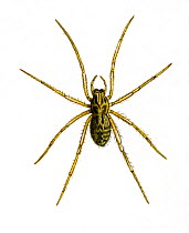 Illustration of Common house / Lesser house spider (Tegenoria domestica), Agelenidae.