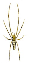 Illustration of female Common stretch-spider / slender orb web spider (Tetragnatha extensa), Tetragnathidae.