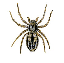 Illustration of crab spider (Thanatus striatus) Philodromidae,.