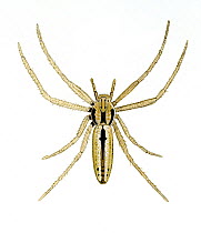 Illustration of Crab spider (Tibellus oblongus), Philodrominae.