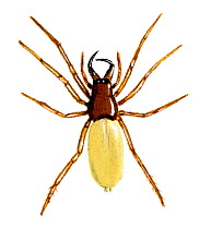 Illustration of Woodlouse spider (Dysdera crocata), Dysderidae.