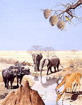 Illustration of wildlife at African waterhole: Water buffalo (Syncerus caffer),gazelle,African lion (Panthera leo),African elephant (Loxodonta sp), weaver birds (Ploceidae).