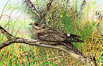 Illustration of European nightjar (Caprimulgus europaeus) perched in grassland with moth and gorse flowers.
