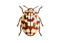 Illustration of Eighteen-spot ladybird (Myrrha octodecimguttata) Coccinellidae,.