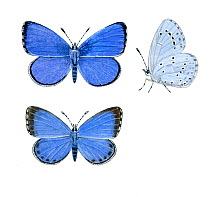 Illustration of Holly blue butterfly (Celastrina argiolus), Lycaenidae.