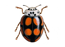 Illustration of Ten-spot Ladybird (Adalia decempunctata), Coccinellidae.