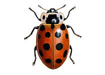 Thirteen or 13-spot ladybird (Hippodamia 13-punctata).