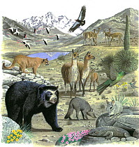 Illustration of wildlife of the Andes: South America Alpaca (Vicugna pacos),centre; Cougar / Puma / Mountain lion / Mountain cat / Catamount / Panther (Puma concolor),left; Spectacled / Andean bear (...