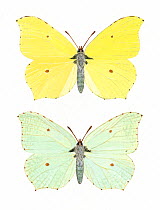 Illustration of Brimstone butterfly (Gonepteryx rhamni); male top, female bottom.