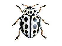 Sixteen or 16-spot ladybird (Tytthaspis 16-punctata), Coccinellidae.