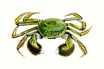 Illustration of Mitten / Chinese mitten crab (Eriocheir sinensis), Varunidae.