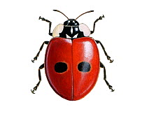 Illustration of Two-spot Ladybird (Adalia bipunctata / 2-punctata),.