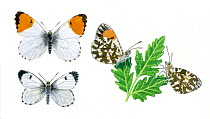 Illustration of Orange tip butterfly (Anthocharis cardamines),resting and perched on leaf; male top, female below.