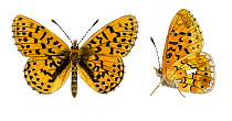 Illustration of Small pearl-bordered fritillary butterfly (Boloria selene), at rest and profile.