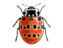 Illustration of Eyed ladybird (Anatis ocellata), showing rings around spots.