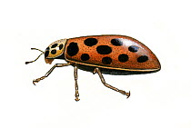 Illustration of Water ladybird (Anisosticta novemdecimpunctata / 19-punctata),summer form, side view.