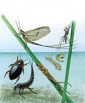 Illustration of Water beetle (Colymbetes fuscus),bottom left; Mayfly (Ephemeroptera sp.), centre; and Mosquito (Culicidae sp.) right; with larvae.