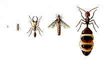 Illustration of Termites (Isoptera),different castes within a colony. (L-R) Workers,soldier, winged and queen termites.