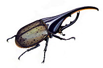 Illustration of American hercules / Grant's rhinoceros beetle (Dynastes granti), Scarabaeidae.