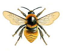 Illustration of Great yellow bumblebee / Bumble bee (Bombus distinguendus),.