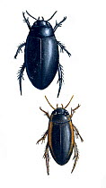 Illustration of Water beetle (Ilybius atert,top,and Ilybius fuliginosus,bottom),.