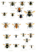 Illustration of British bumblebees (Bombus sp): (Across rows) Adrena fulva,Bombus hypnorum,B. terrestris,B. lacornum,B. pratorum,B. lapidarus,B. ruderatus,B. humilis,B. muscorum,B. barbutellus,B. sylv...