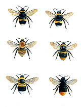 Illustration of British bumblebees (Bombus sp.).~Top line: Bombus terrestris,Bumbus lucornum. Middle line: Bombus pasovorum,Bombus pratorum. Bottom line: Bombus hortorum, Bombus apilarius.