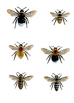 Illustration of British bumblebees (Bombus sp.).~Clockwise from top left: Cuckoo bee (Bombus (Psithyrus) sylyestris),Carder bee (Bombus sylvarum),New garden bumblebee or Tree bumblebee (Bombus hypnoru...