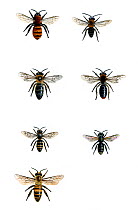 Illustration of British bees. Clockwise from top left: Tawny mining bee (Andrena fulva) (female),Tawny mining bee (Andrena fulva) (male),Early mining bee (Andrena haemorrhoa),Brassy mining bee (Lassio...