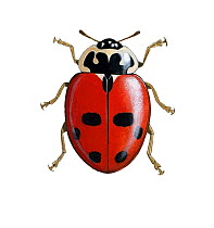 Illustration of Adonis ladybird(Hippodamia / Adonia variegata),has between 3 and 15 spots,.