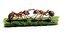 Illustration of Red ant (Myrmica rubra), Formicidae. attacking ant on stem.