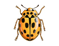 Illustration of Fourteen-spot ladybird (Propylea quattuordecimpunctata / 14-punctata), black on yellow.