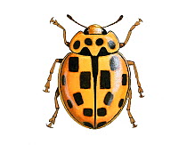 Illustration of Fourteen-spot ladybird (Propylea quattuordecimpunctata / 14-punctata), black on yellow.