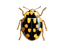 Illustration of Fourteen-spot ladybird (Propylea quattuordecimpunctata / 14-punctata), yellow on black.